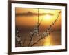 Plum Blossoms at Sunset, Ehime, Shikoku, Japan-null-Framed Photographic Print