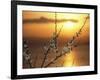 Plum Blossoms at Sunset, Ehime, Shikoku, Japan-null-Framed Photographic Print