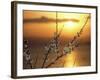 Plum Blossoms at Sunset, Ehime, Shikoku, Japan-null-Framed Photographic Print