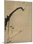 Plum Blossoms - Jakuchu, Ito (1716-1800) - 18Th Century - Watercolour and Ink on Paper - 34,8X26,2-Ito Jakuchu-Mounted Giclee Print