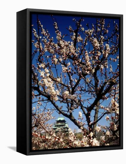 Plum Blossoms & Osaka Castle, Japan-null-Framed Stretched Canvas