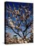 Plum Blossoms & Osaka Castle, Japan-null-Stretched Canvas