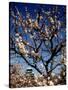 Plum Blossoms & Osaka Castle, Japan-null-Stretched Canvas