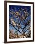 Plum Blossoms & Osaka Castle, Japan-null-Framed Photographic Print