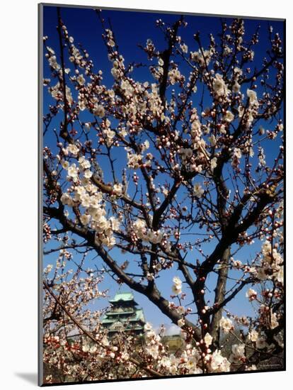 Plum Blossoms & Osaka Castle, Japan-null-Mounted Photographic Print