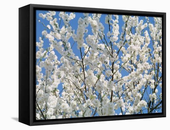 Plum Blossoms-null-Framed Stretched Canvas