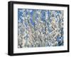 Plum Blossoms-null-Framed Photographic Print