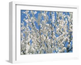 Plum Blossoms-null-Framed Photographic Print