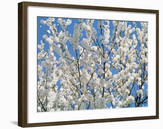 Plum Blossoms-null-Framed Photographic Print