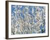 Plum Blossoms-null-Framed Photographic Print