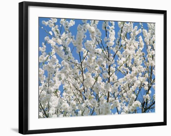 Plum Blossoms-null-Framed Photographic Print