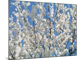 Plum Blossoms-null-Mounted Photographic Print