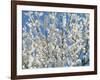 Plum Blossoms-null-Framed Photographic Print