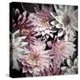 Plum Florals-Kathy Mansfield-Stretched Canvas