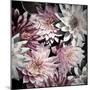 Plum Florals-Kathy Mansfield-Mounted Photographic Print