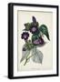 Plum Foxgloves-Paxton-Framed Art Print