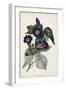 Plum Foxgloves-Paxton-Framed Art Print