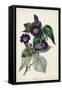 Plum Foxgloves-Paxton-Framed Stretched Canvas