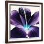 Plum Hibiscus-Christine Caldwell-Framed Art Print