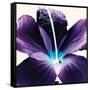 Plum Hibiscus-Christine Caldwell-Framed Stretched Canvas