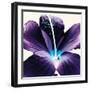 Plum Hibiscus-Christine Caldwell-Framed Art Print