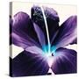 Plum Hibiscus-Christine Caldwell-Stretched Canvas