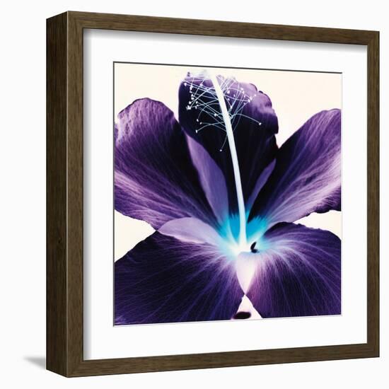 Plum Hibiscus-Christine Caldwell-Framed Art Print