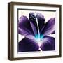 Plum Hibiscus-Christine Caldwell-Framed Art Print