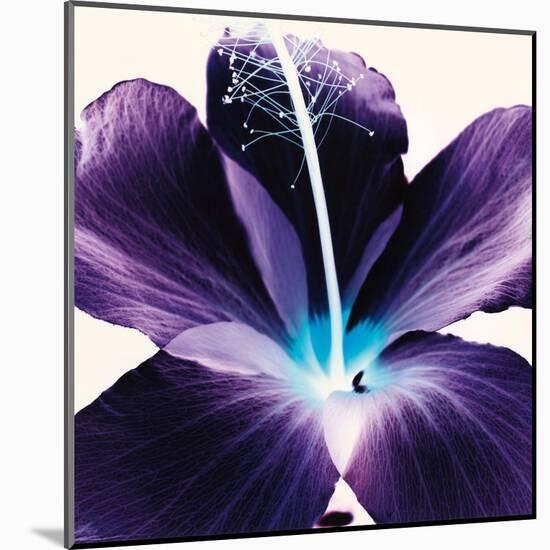 Plum Hibiscus-Christine Caldwell-Mounted Art Print