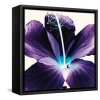 Plum Hibiscus-Christine Caldwell-Framed Stretched Canvas