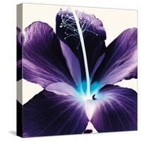 Plum Hibiscus-Christine Caldwell-Stretched Canvas