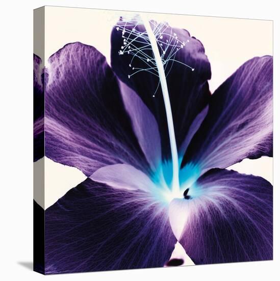 Plum Hibiscus-Christine Caldwell-Stretched Canvas