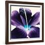 Plum Hibiscus-Christine Caldwell-Framed Art Print