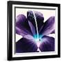 Plum Hibiscus-Christine Caldwell-Framed Art Print