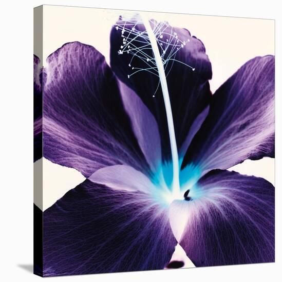 Plum Hibiscus-Christine Caldwell-Stretched Canvas