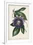 Plum Passion Flower-Paxton-Framed Art Print