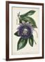 Plum Passion Flower-Paxton-Framed Art Print