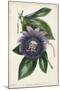 Plum Passion Flower-Paxton-Mounted Art Print