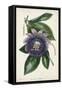 Plum Passion Flower-Paxton-Framed Stretched Canvas