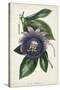 Plum Passion Flower-Paxton-Stretched Canvas