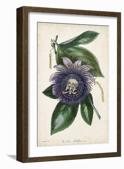 Plum Passion Flower-Paxton-Framed Art Print