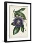 Plum Passion Flower-Paxton-Framed Art Print