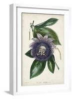 Plum Passion Flower-Paxton-Framed Art Print