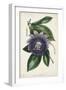 Plum Passion Flower-Paxton-Framed Art Print