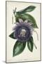 Plum Passion Flower-Paxton-Mounted Art Print