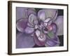 Plum Succulent-Filippo Ioco-Framed Art Print