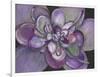 Plum Succulent-Filippo Ioco-Framed Art Print