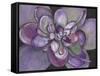 Plum Succulent-Filippo Ioco-Framed Stretched Canvas