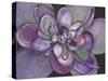 Plum Succulent-Filippo Ioco-Stretched Canvas