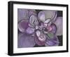 Plum Succulent-Filippo Ioco-Framed Art Print